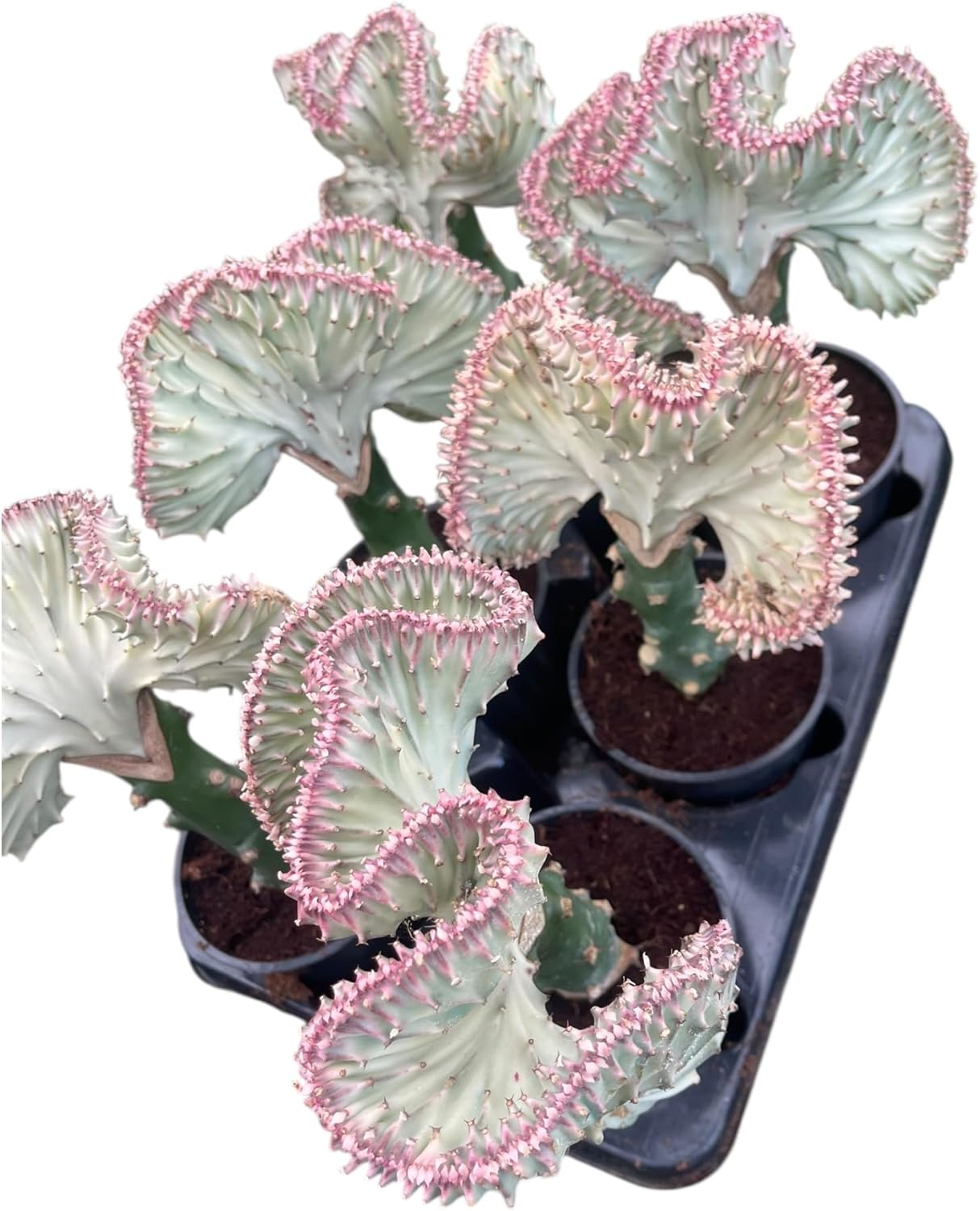 Mermaid Tail Cactus (Euphorbia lactea Cristata) – Rare Crested Succulent Live Plant, Unique Indoor Houseplant