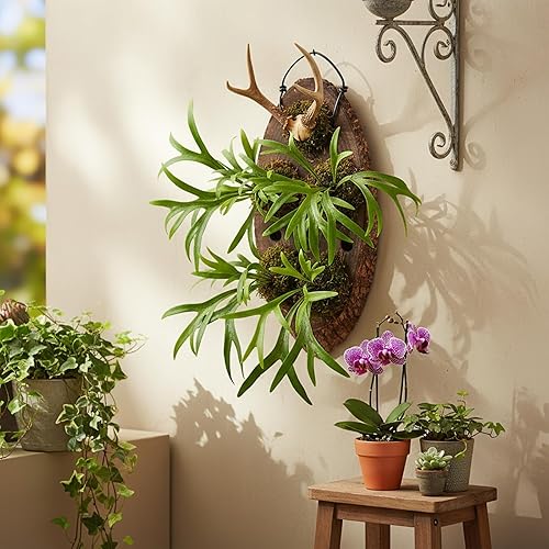 Miniatura 2 de Kit de tabla de montaje de helecho de ciervo de madera, maceta de pared colgante para plantas verticales, platicerio, orquídeas, suculentas (ovalado)