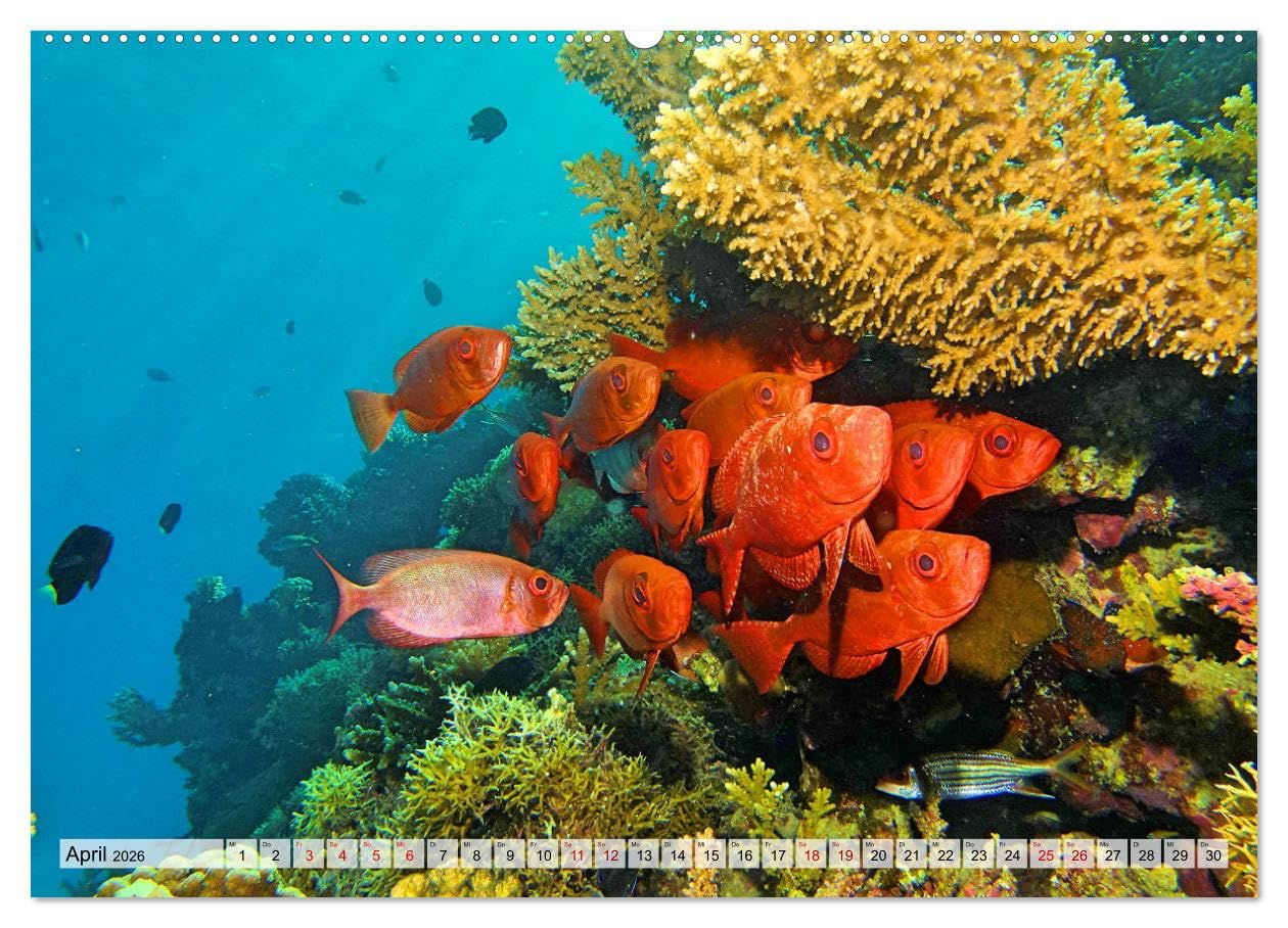 Abenteuer Riff - bunte Unterwasserwelt (Wandkalender 2026 DIN A2 quer), CALVENDO Monatskalender: Fantastische Unterwasseraufnahmen zeigen das ... Korallenriffen der Erde (CALVENDO Natur)