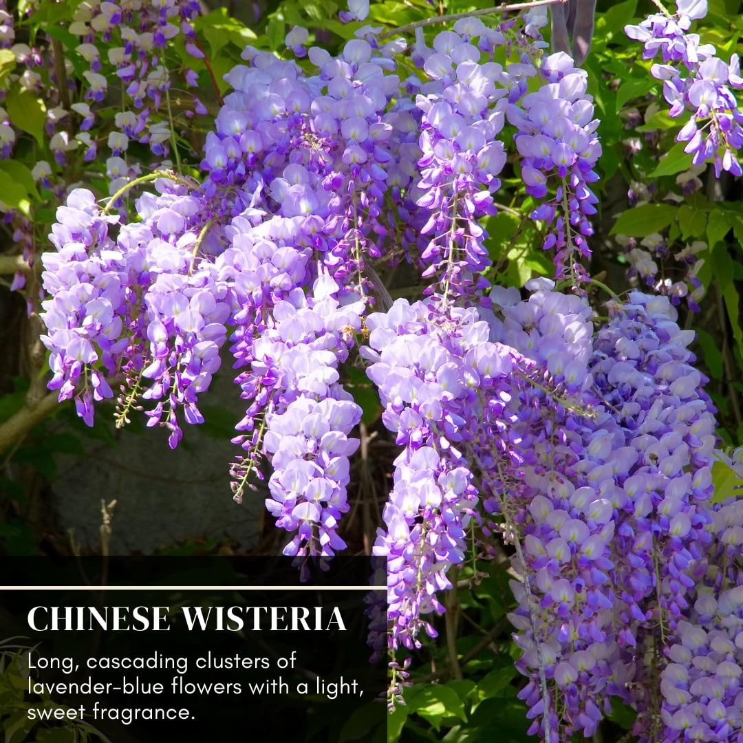 Amazon.com : Exotic Chinese Wisteria Vine Seeds, 10 Pack - Wisteria  sinensis - 10 Seeds to Grow - Blooming Vine : Patio, Lawn & Garden