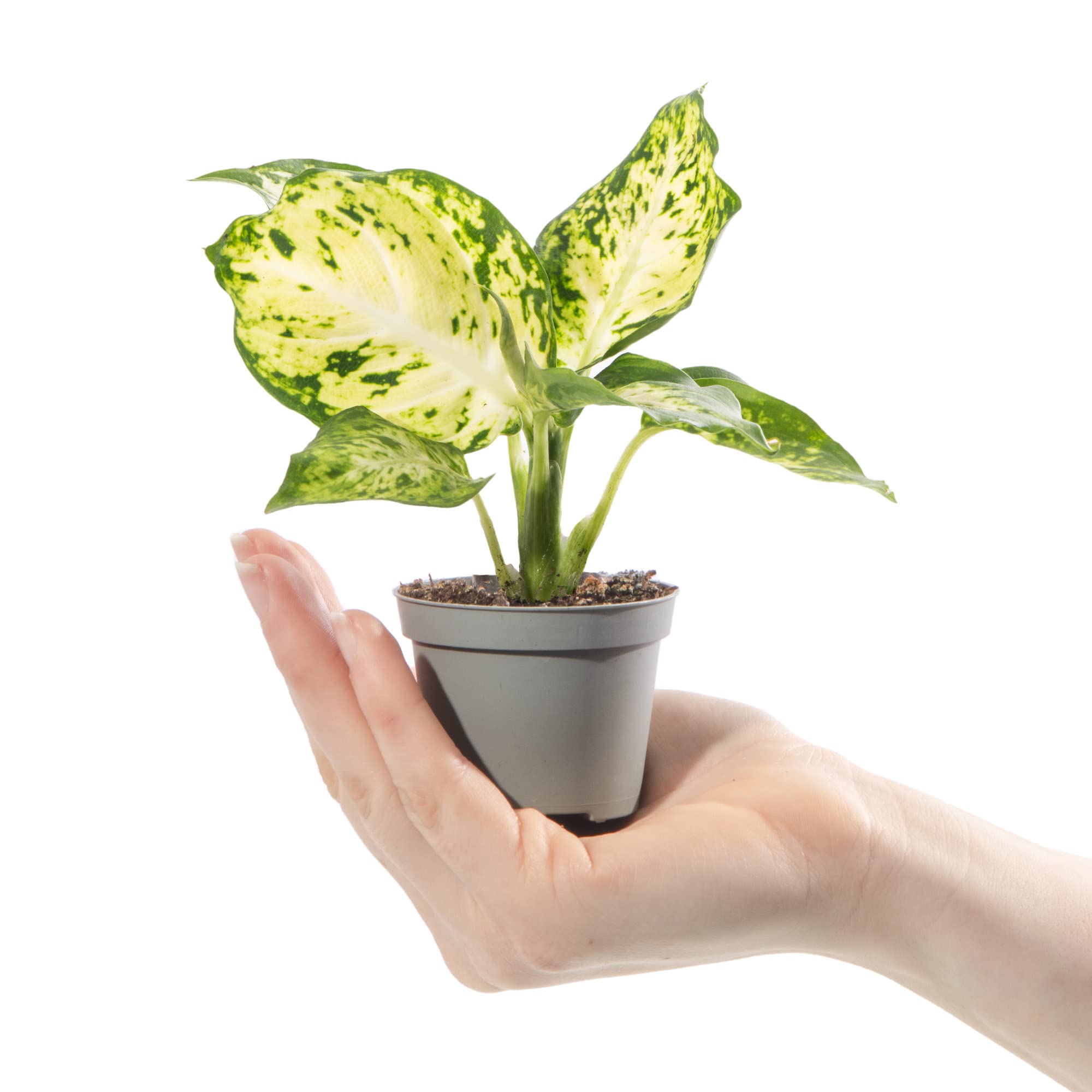 Baby Dumb Cane Plant - Dieffenbachia Maculata Amy Small Evergreen Houseplant | Air Purifying Indoor Plant for Home, Office, Kitchen, Bathroom | Grow Your Own Baby Plants