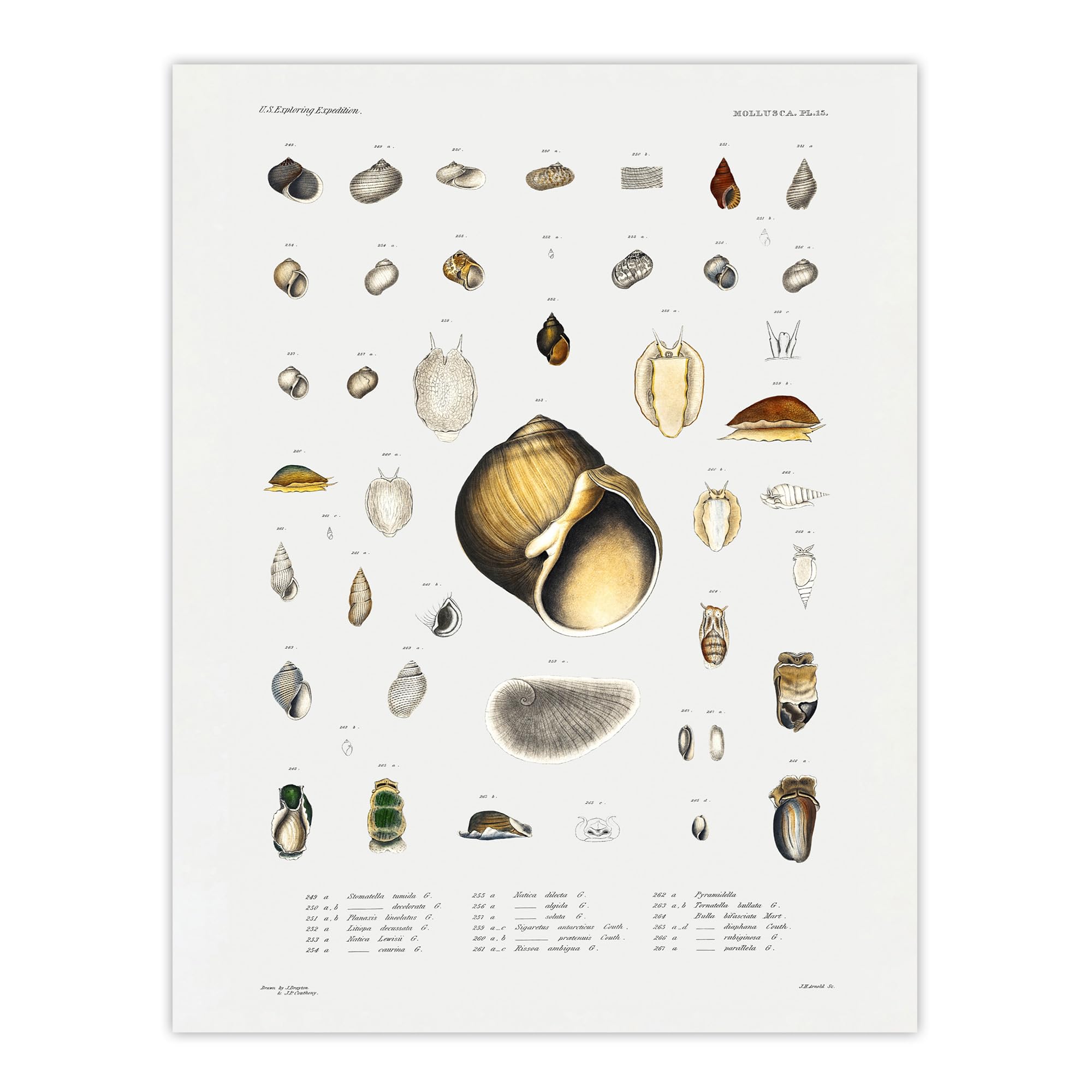 Artery8 Sea snail varieties set By Augustus Gould Large Wall Art Print 18X24 : Detailed marine specimen print great for hallway conservatory or coastal themed living room