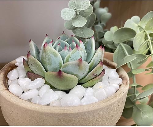 Miniatura 6 de SAROSORA Piedras de río, piedras blancas  1.8 libras decorativas de jade pulido decoración de jardín para plantas, acuario, bonsái, jarrón (1.8,