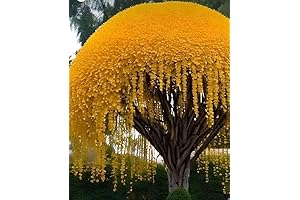 Golden Shower Tree Seeds (10 Seeds) for Planting - Striking Yellow Desert Willow Tree Accents