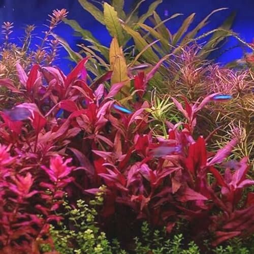 Miniatura 2 de Mainam 3 Diferentes Alternanthera Lilacina Anubias Nana Java Musgo Tropical de Agua Dulce Acuario Plantas Decoraciones 3 Días BUY2GET1FREE