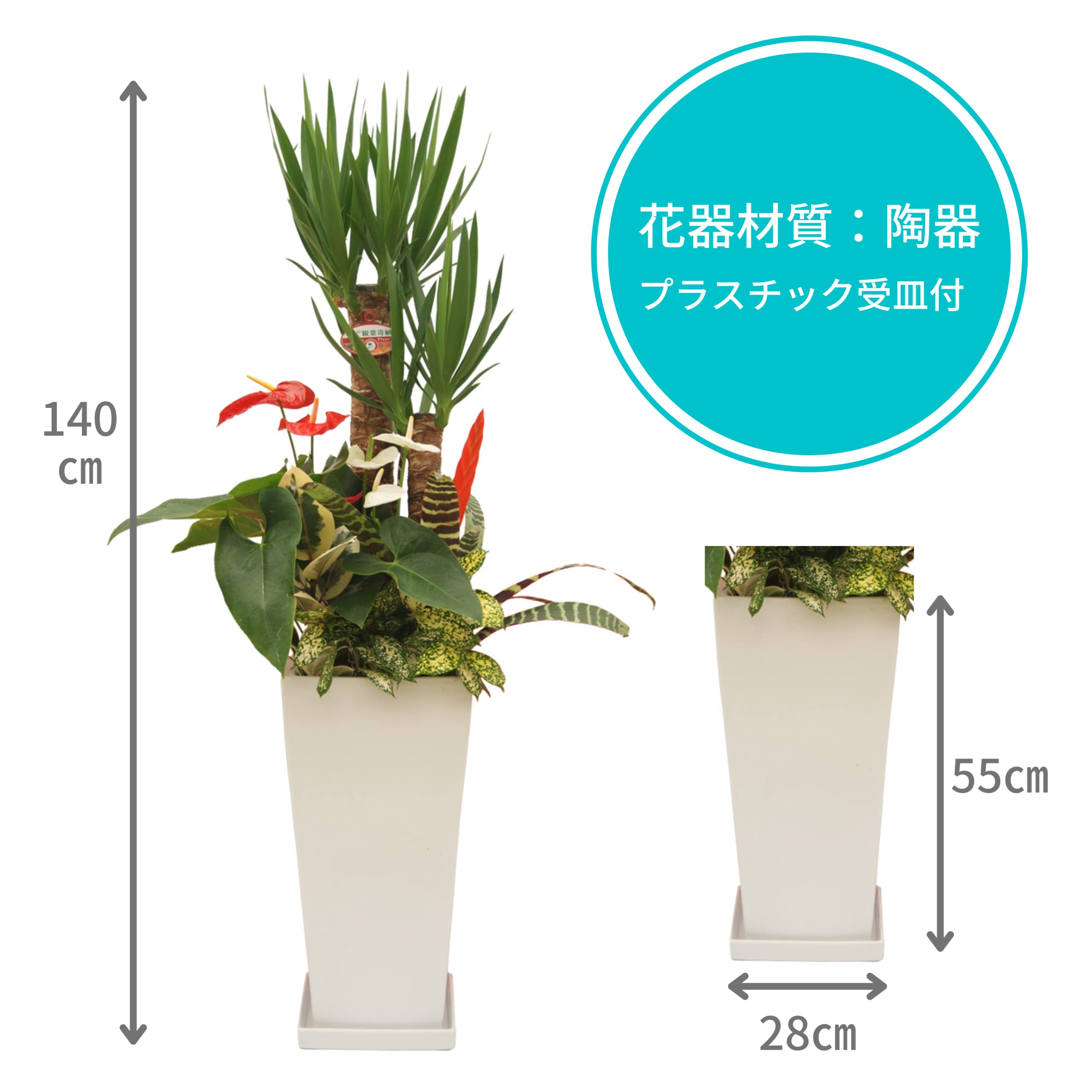Amazon|【サムライフラワー】観葉植物 青年の木(ユッカ)寄せ Amazon|【サムライフラワー】観葉植物 青年の木(ユッカ)寄せ