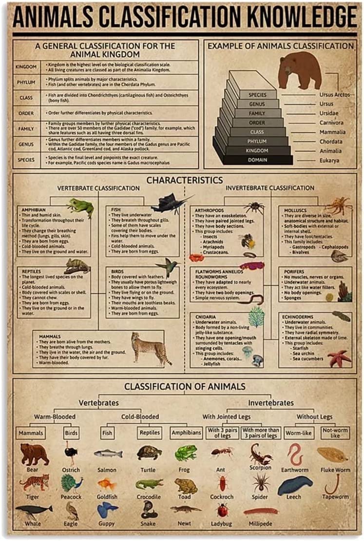 rayprint Classification Knowledge Canvas Painting Pritns Vintage Wall Art Animals Frameless Posters Example Of Animals Classification Modern Artwork For Home Wall Decor 8x12inch