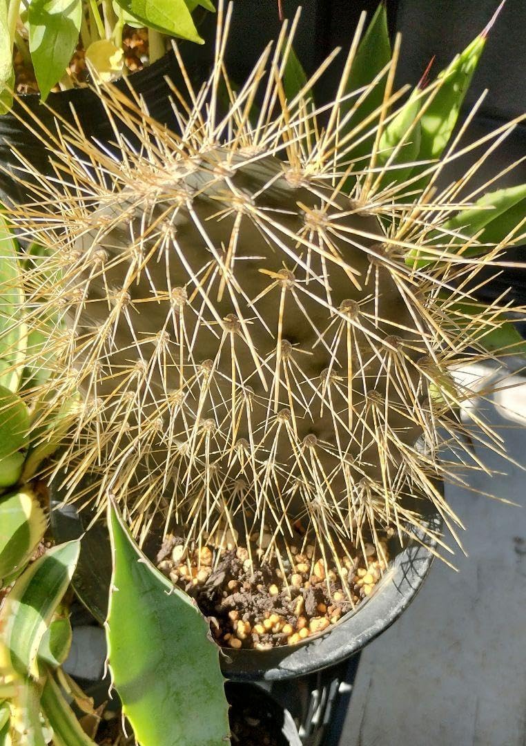 Opuntia galapageia オプンチア ガラパゴス団扇(黒肌・金刺・親木)◇7