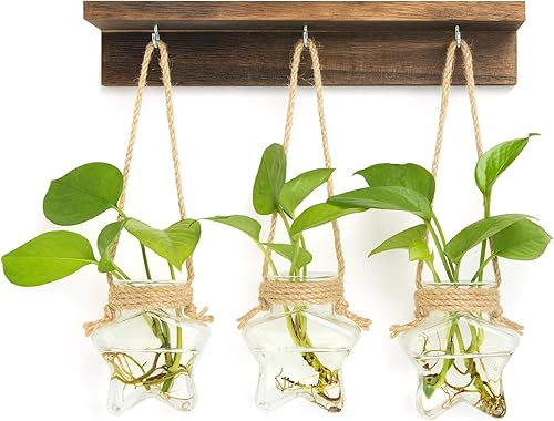 XXXFLOWER Estación de propagación para colgar en la pared con 3 jarrones de vidrio en forma de estrella, estaciones de propagación de plantas para