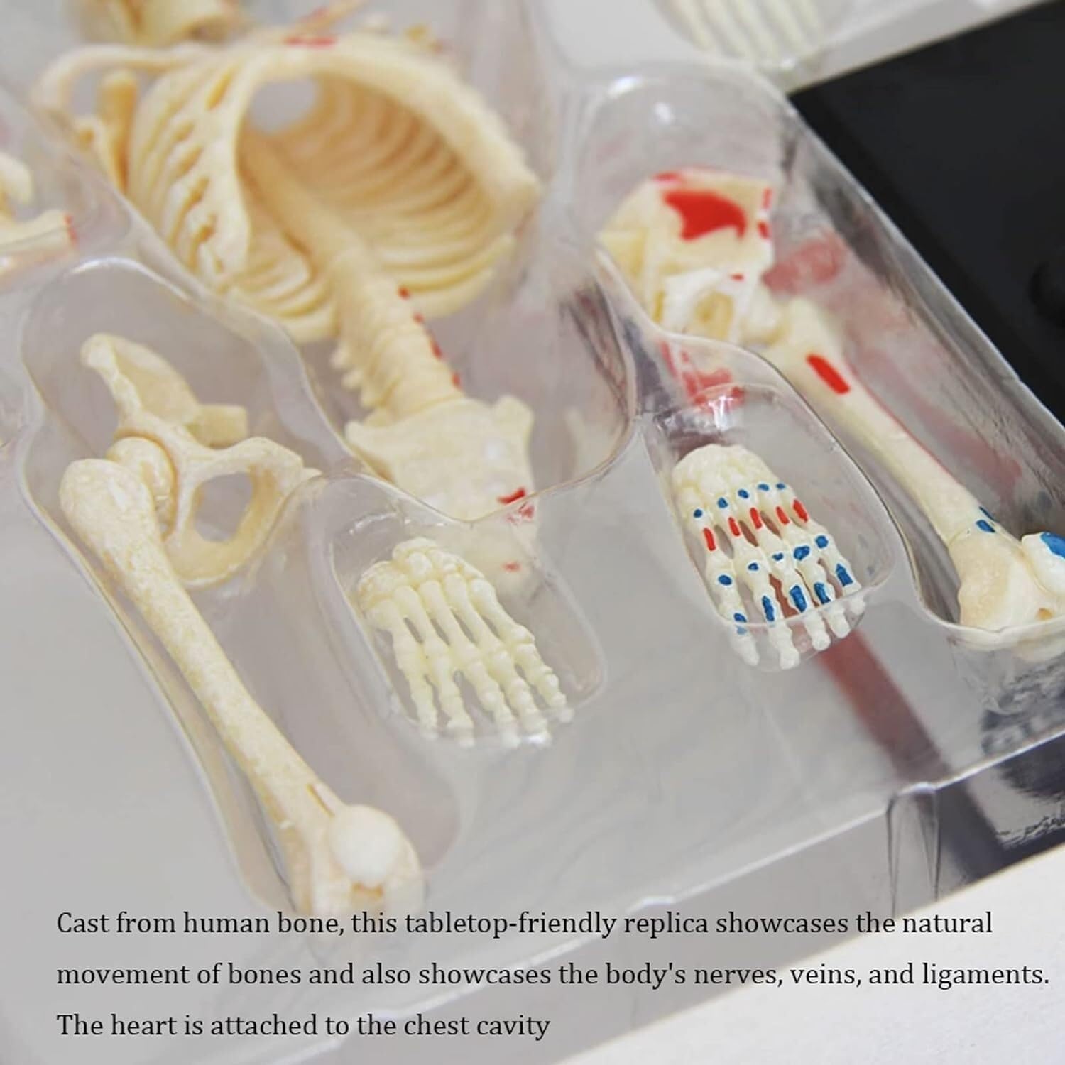 Model ludzkiego szkieletu z nerwami, żyłami i tętnicami – 46-elementowy model anatomiczny ze stojakiem