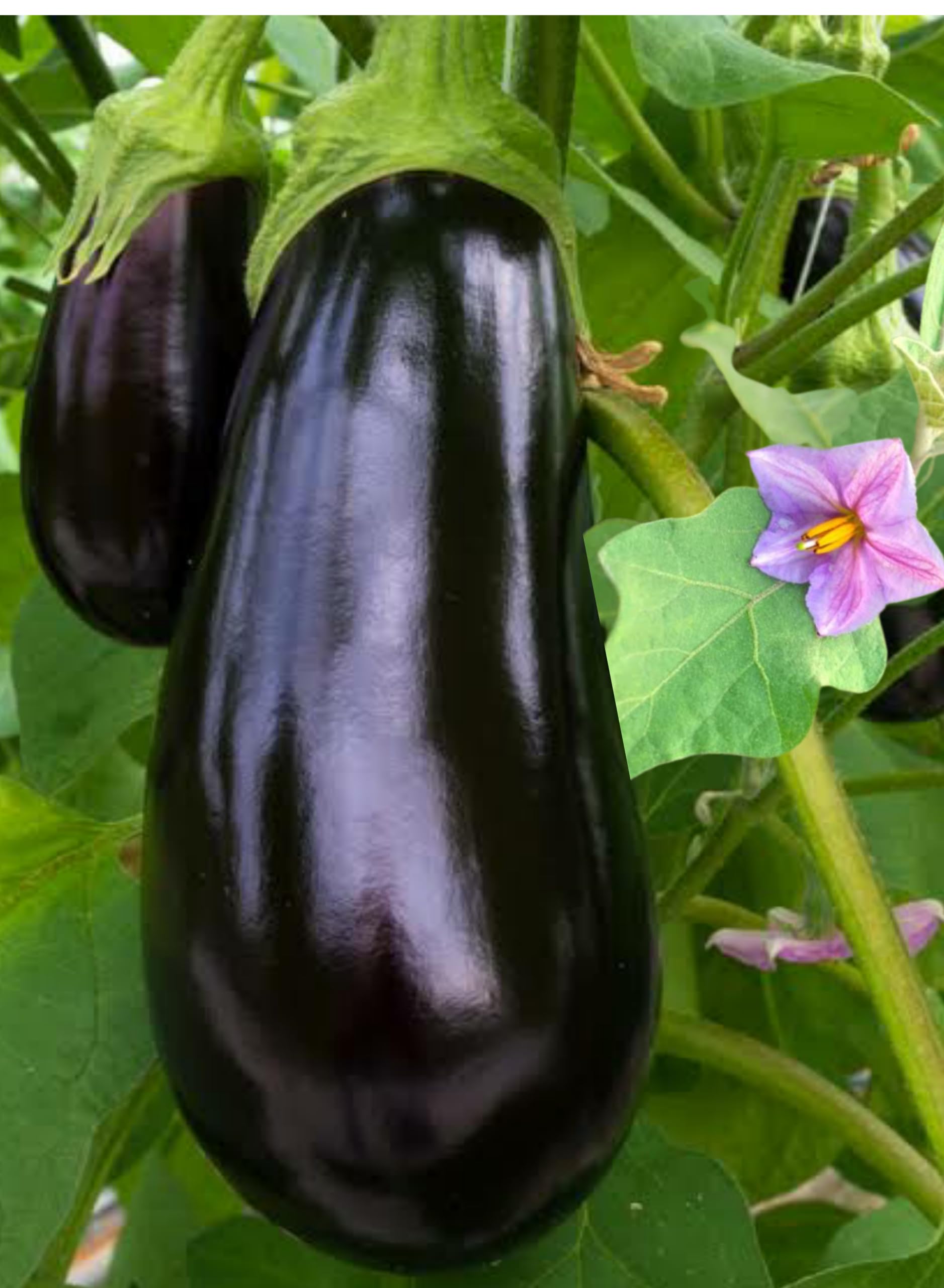 Rashmi Black Brinjal (Round) seeds/Eggplant Seeds For Home and Kitchen Garden (50 seed pack) (B0C964YDCR) Amazon Price History, Amazon Price Tracker