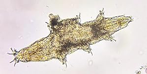 Review Image by Gadget Gadget