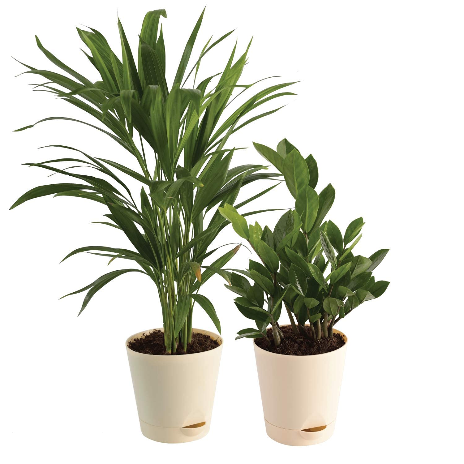 Krishta Nursery Air Purifier Indoor Plants for Home with Pots- Areca Palm & ZZ Plant