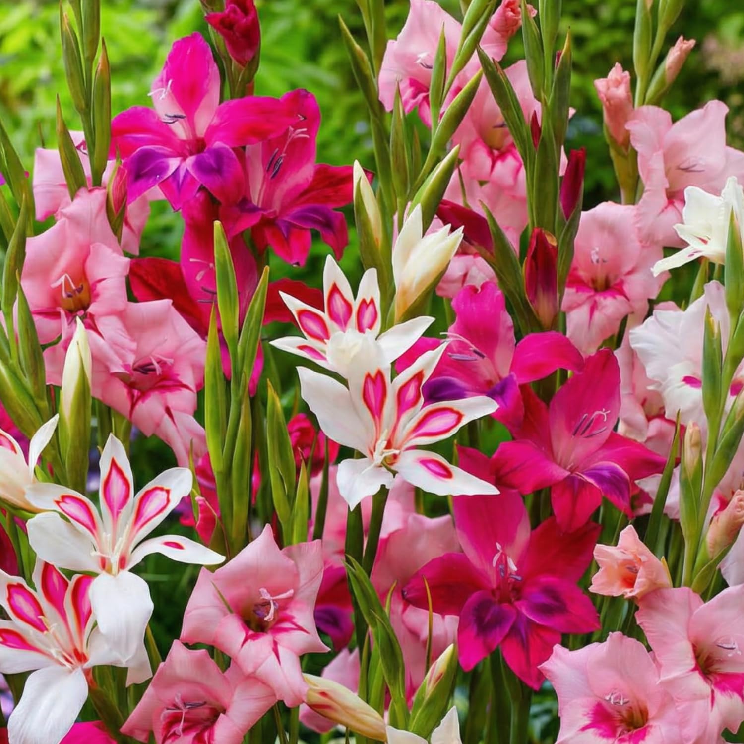 Gladiolen Zwiebeln - 50 Blumenzwiebeln - Botanisch Nanus Mix von 7 Farben und Sorten - Für Garten und Töpfe - Echte Blumen und Pflanzen aus Holland (kein Samen, nicht künstlich, winterhart)