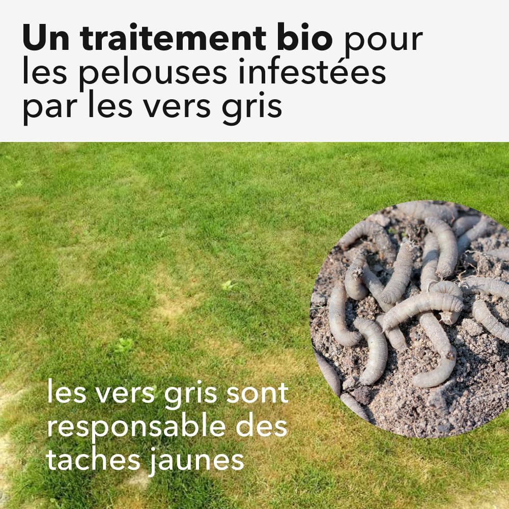 Nématodes pelouse et gazon - Traitement contre les larves de Tipules (vers gris ou Cousin) - 100% naturel. Traite les tâches jaunes du gazon (Pour 200m² (100 millions))