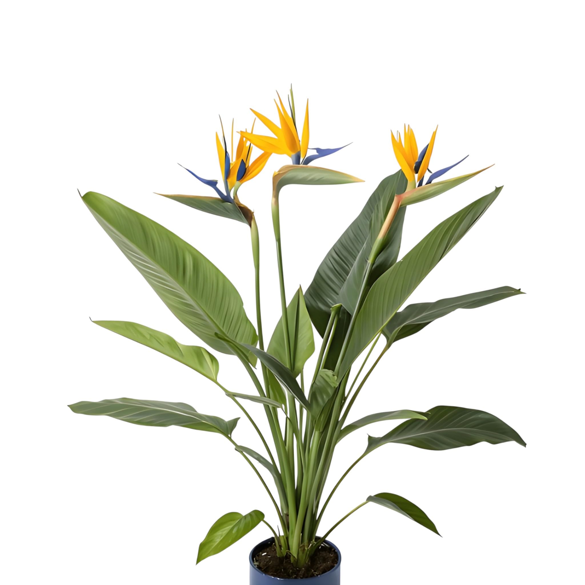 IndNursery Heliconia Bird of Paradise | kolaflower | kalaful Live Plant in Grow Bag | lobster-claws or parrot flowers | Indoor/Outdoor Decorative Tropical Decorative Plant for Home Garden Landscaping