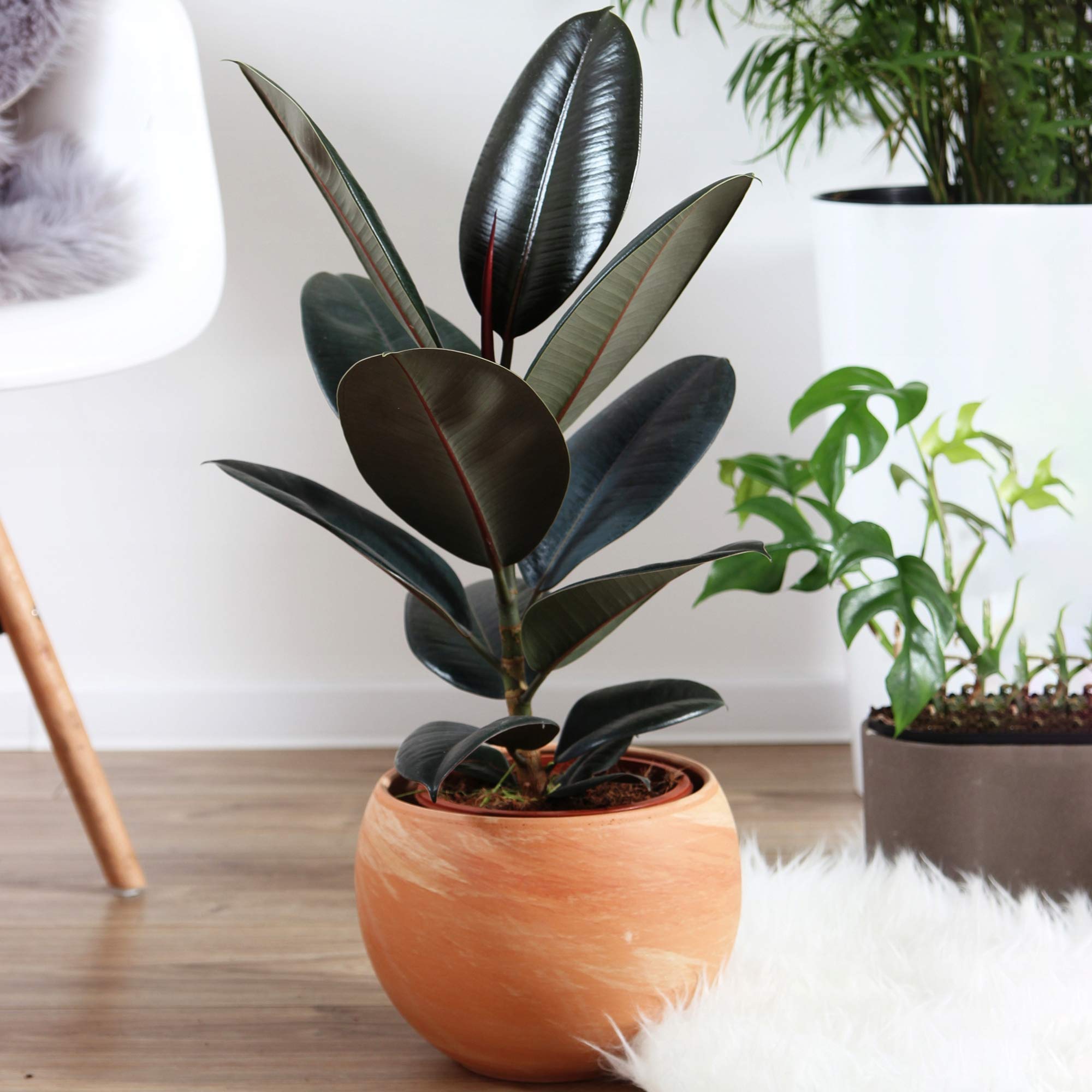1 x Gummibaum Ficus Abidjan | Zimmerpflanzen Geschenk zu Kaufen | Perfekt  frs Zuhause oder das Bro Schwarz : Amazon.de: Garten