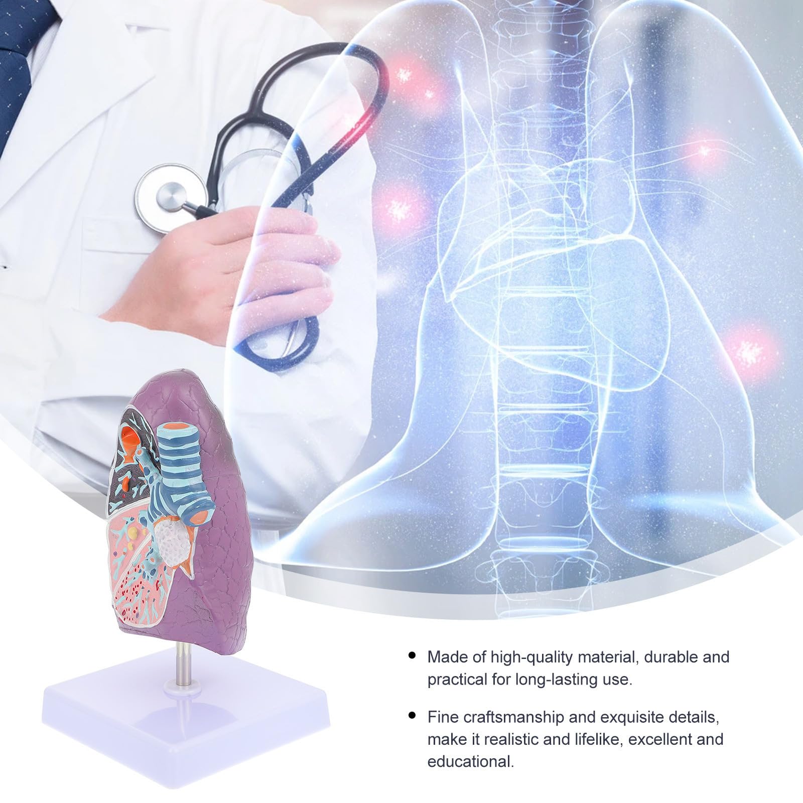 Modèle Physiologie de L'anatomie en Plastique pour Enseignement D'anatomie Pulmonaire Pathologique Réaliste Destiné aux Étudiants
