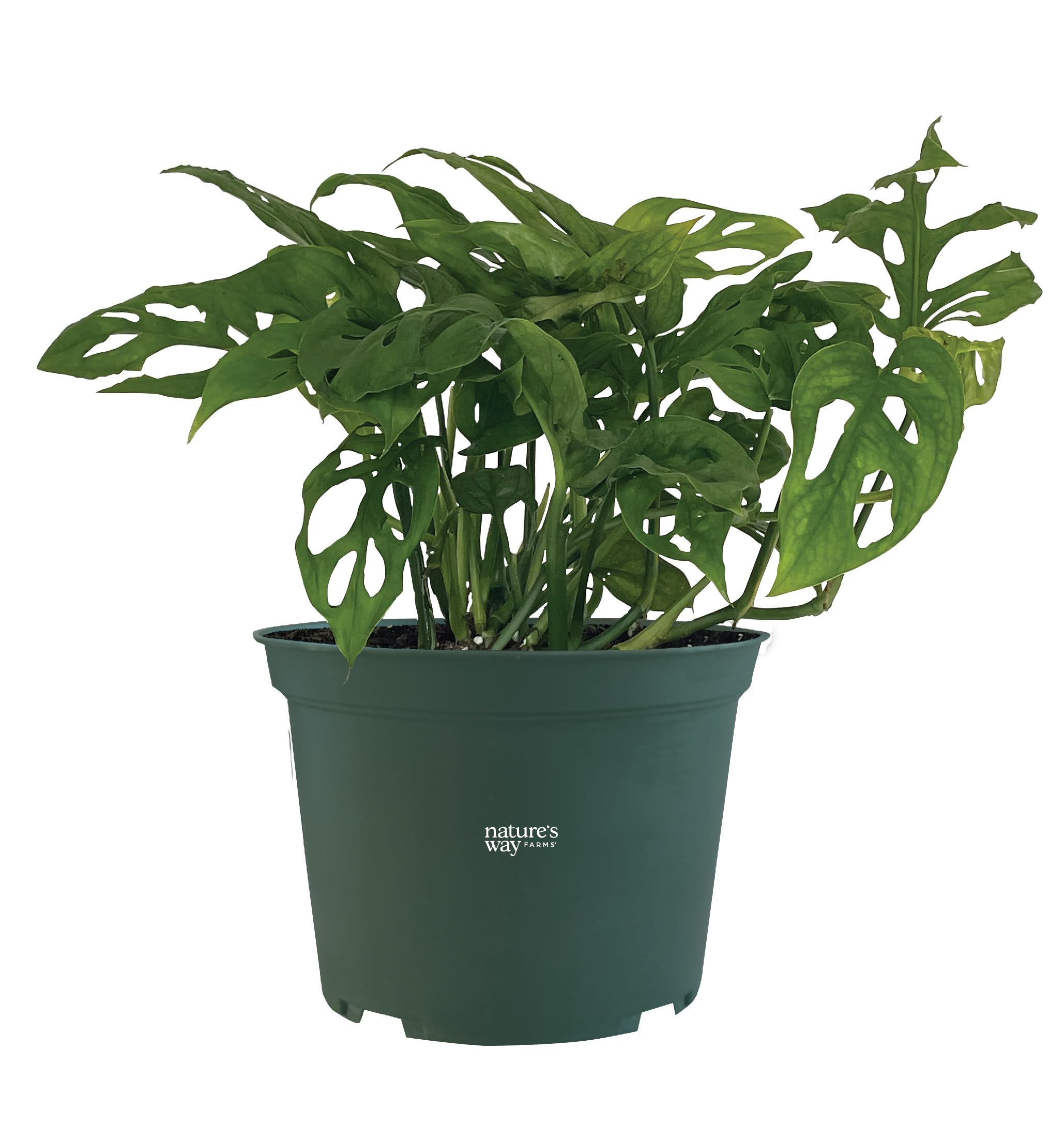 cardboard philodendron Philodendron 'Calkins Gold' | Indoor Plant | Tropical Plant | Potted Plant