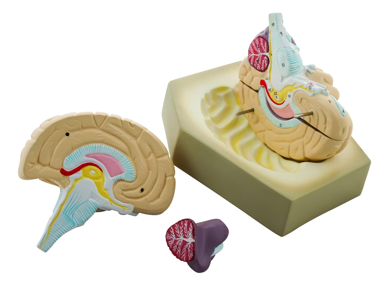 EISCO Human Brain Model, 4 Parts, Hand-Painted, Detailed Anatomy, Includes Key Card