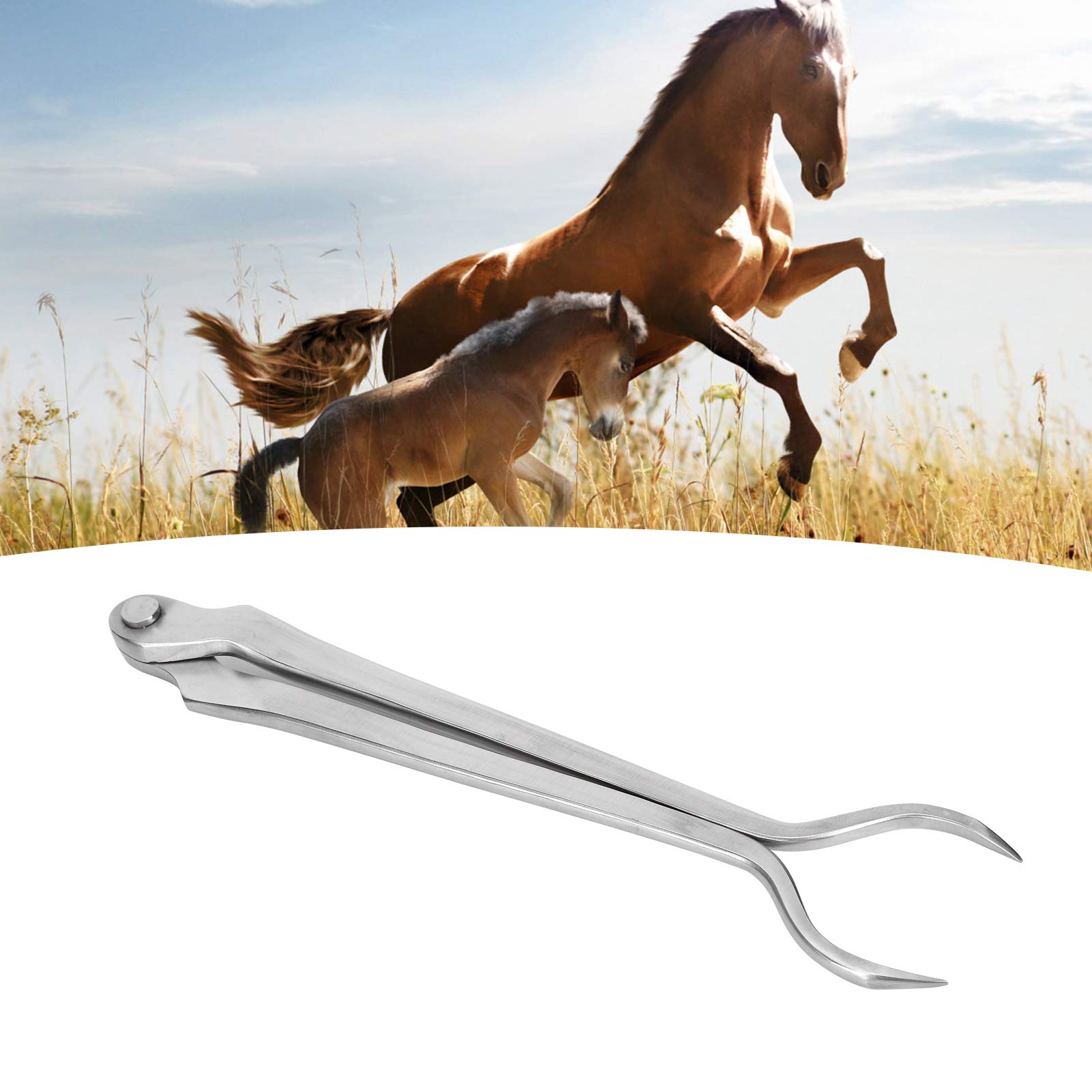 Cocoarm SIRIUSTIMES Hot-Fitting-Pferdehufzange, Werkzeugstahl-Fitting-Pferdehuf, 31,5 X 7 cm, Hohe Festigkeit, Rostbeständig, Hitzebeständig für Hufschmiede und Veterinärmedizin
