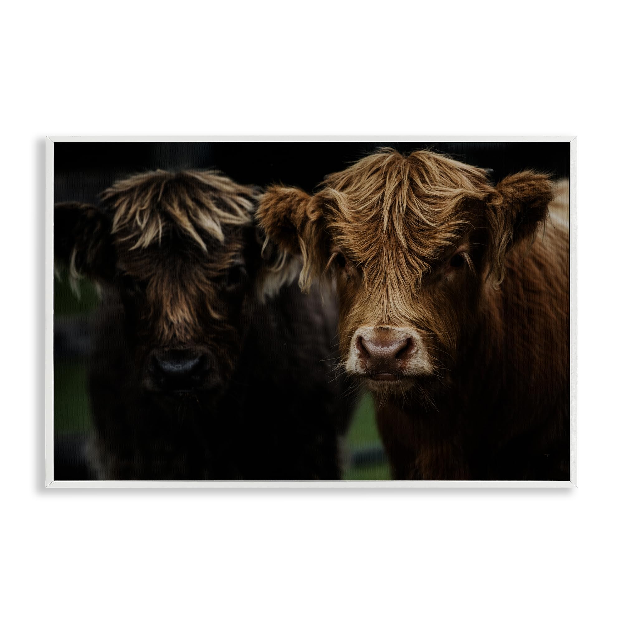Stupell Industries Cow Faces Highland Pair White Framed Giclee Art, design by Amy Carroll, 20 x 30