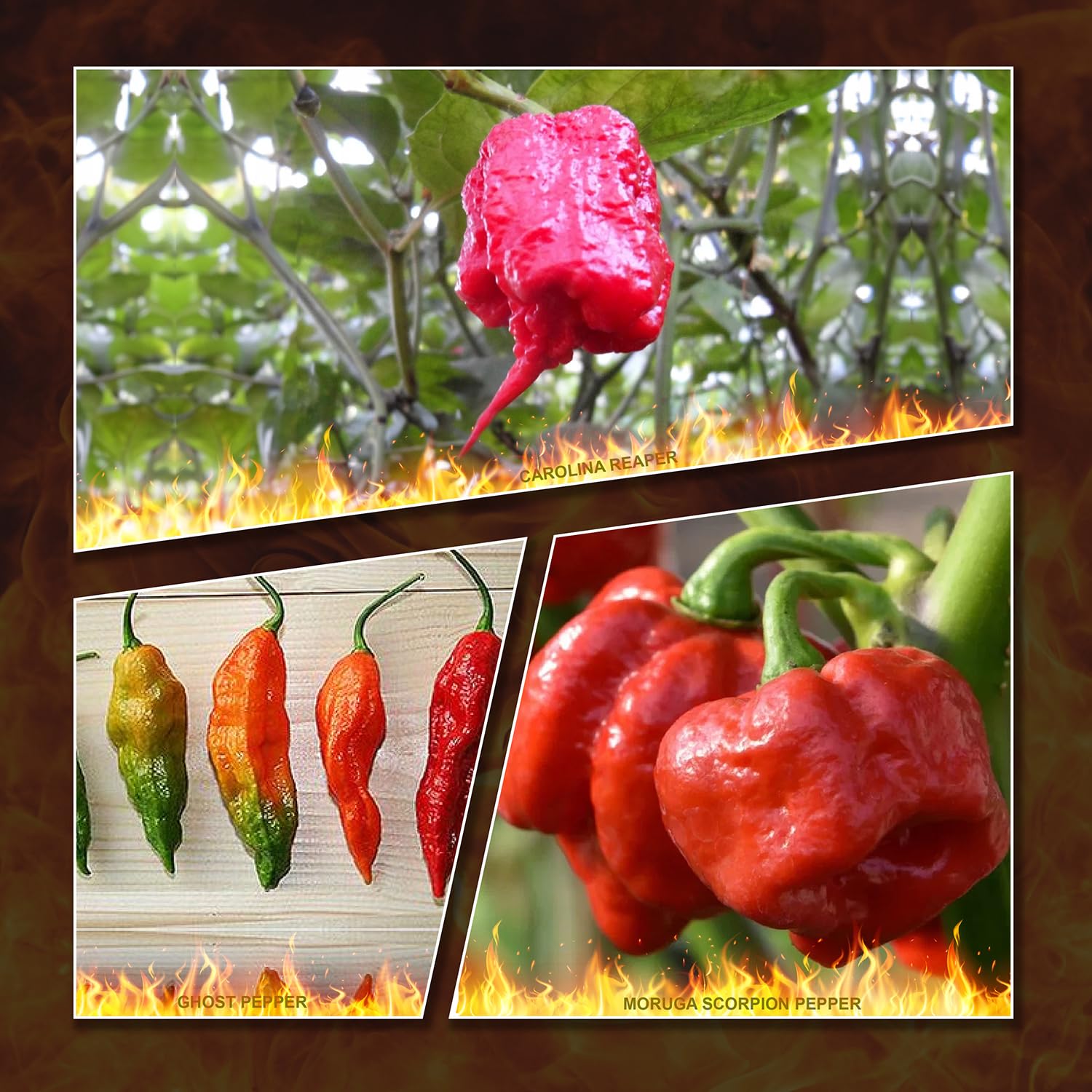 Vegetales