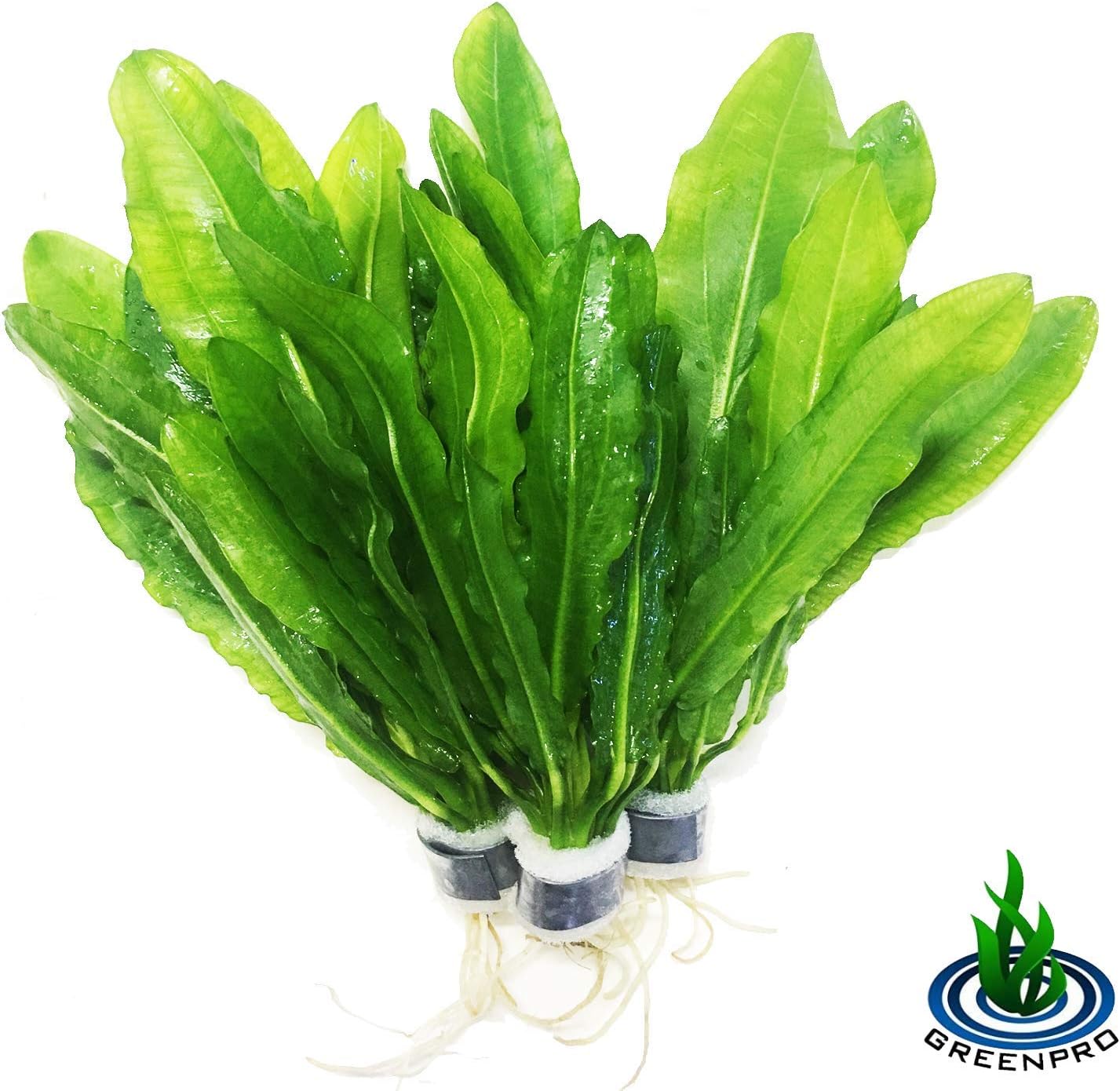 Greenpro (Echinodorus Martii Major) Live Aquarium Plants Amazon Sword Echinodorus Hardy for Decorations 3 Bundle Package Provides Healthy Environment for Your Aquatic Pets