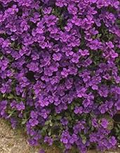 50 Aubrieta Royal Violet Seeds - Aubretia Violet Perennial Seeds