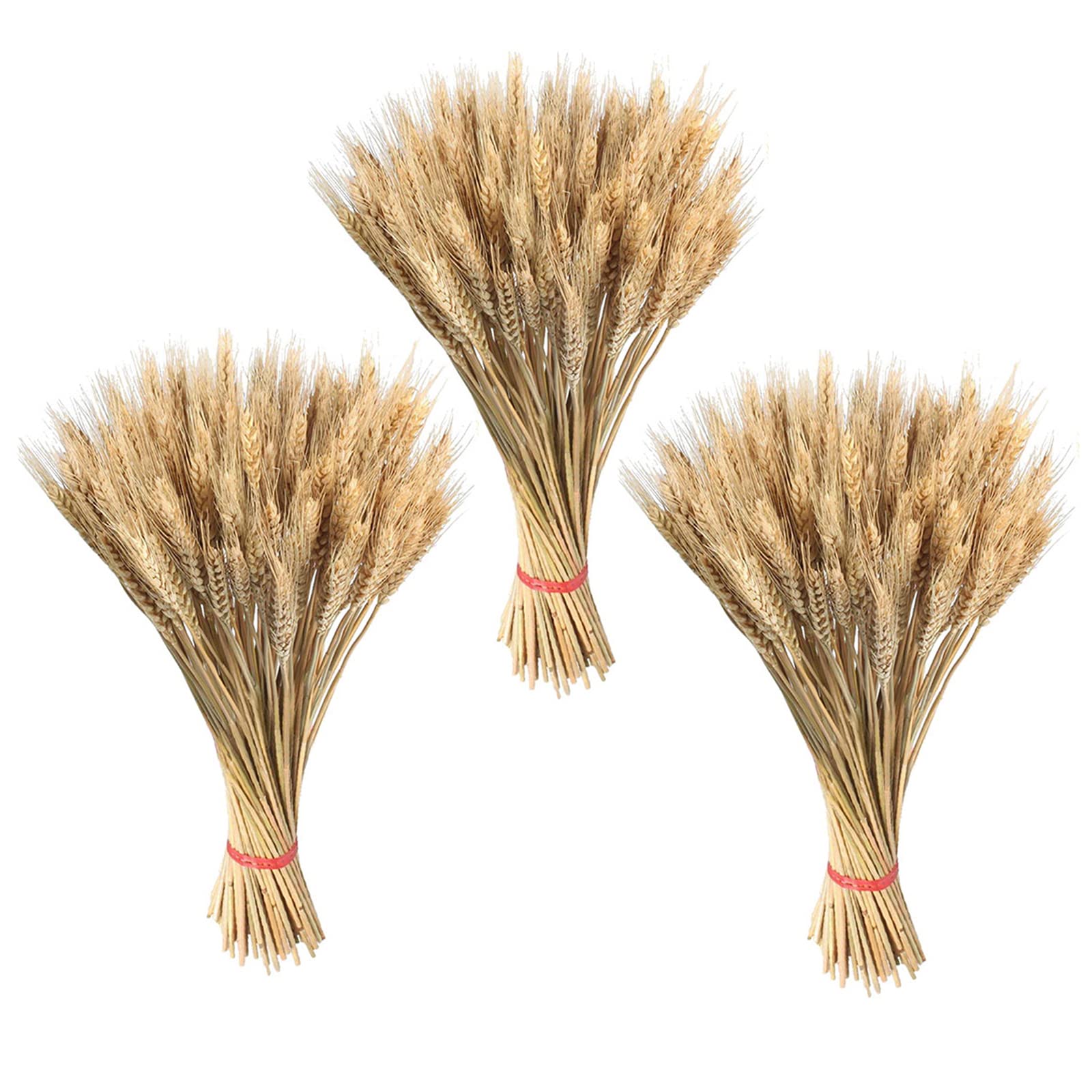 Wheat Bunch Dried Flowers, 300 Dried Wheat Stems, Natural Dried Wheat Sheaves Stalks Bouquet Bundles, Artificial Dried Wheat for Fireplace Home Kitchen Church Table Wedding Store Wreath Decoration