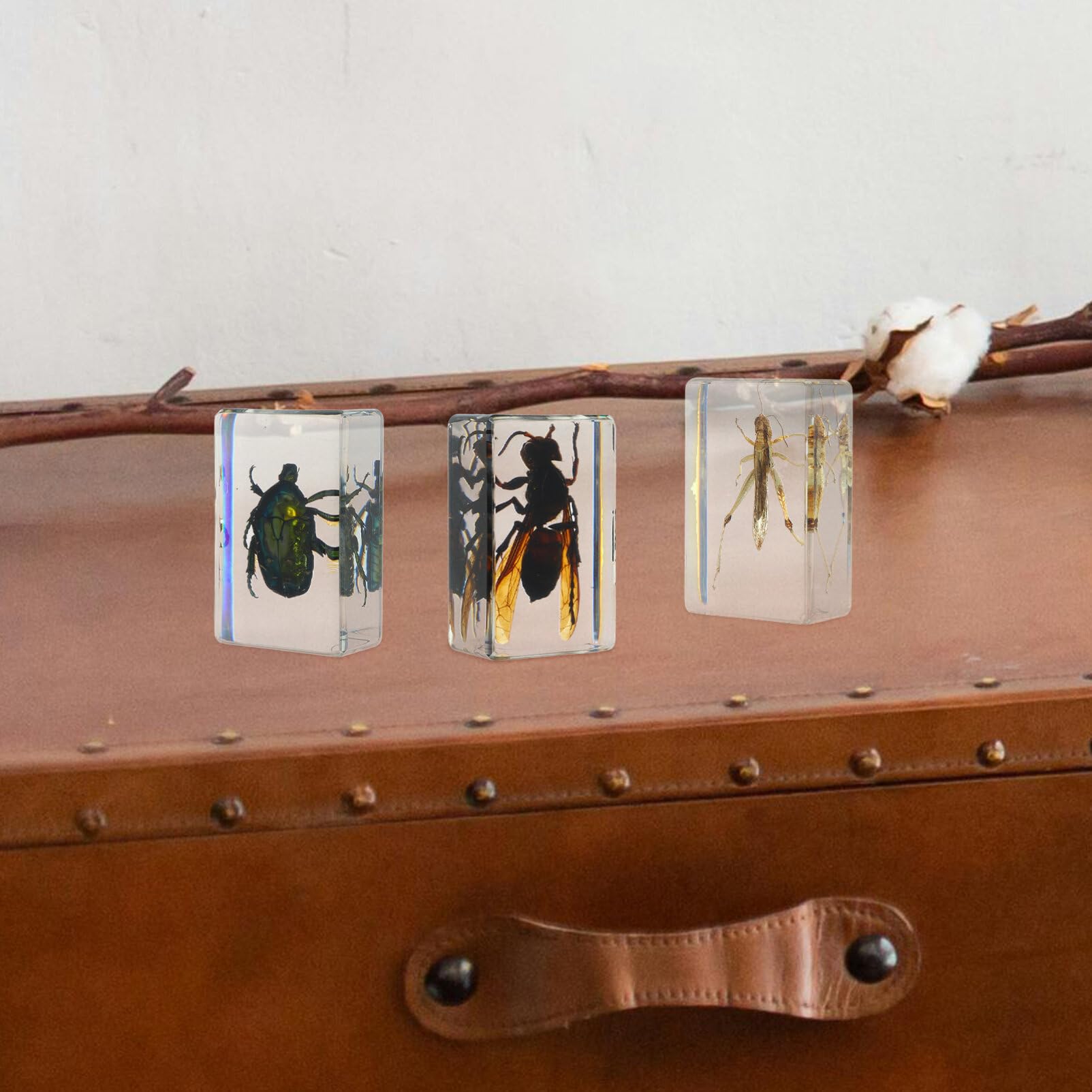 OUNONA 6 Uds. De Insectos Resina Espécimen De Insectos Pisapapeles Suministros De Colección De Insectos Para Niños Exhibición De Curiosidades Científicas De Educación Científica