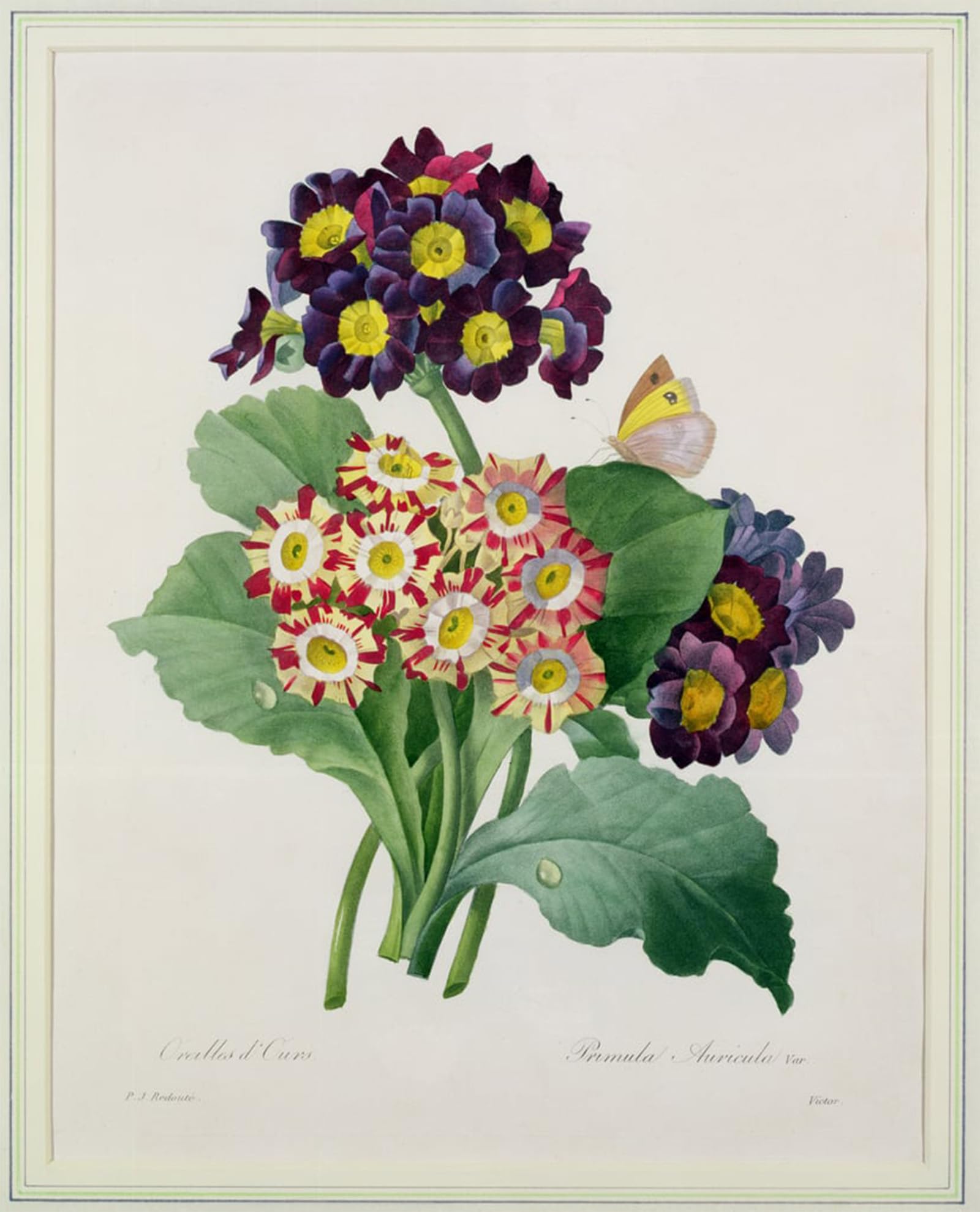 ARTXLXXBN Famous Art Print Poster Vintage Wall Art Primula auricula by Pierre Redouté Canvas Art Poster for Home Decor 60x90cm