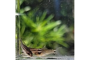 Pygmy Corydoras - The Perfect Addition to Your Aquarium