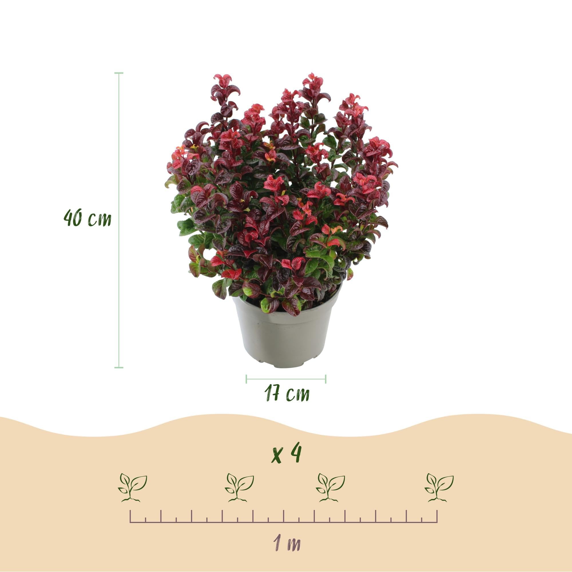 GreenboutiQ - Plante de jardin - Leucothoe Curly Red - Rouge - 2 Plantes - Persistant - Peu d'entretien - Pot 17cm Hauteur 35-45cm