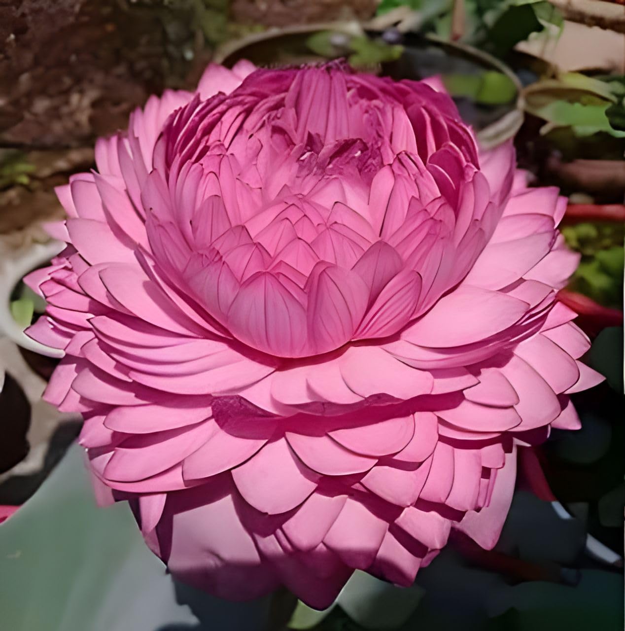 Rishika Plant House-Ultimated Thousand Petal Lotus Live Plant (TUBER Root) Orginal Variety Guarante Blooming Big Hybrid Water Lily For Out Door And In Door.. (B0D9B4LML3) Amazon Price History, Amazon Price Tracker