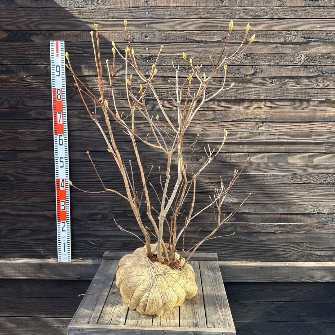 シナノツツジ 信濃ツツジ 銀河 管理70861