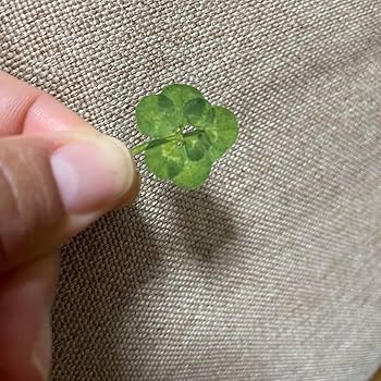 Amazon.co.jp: 6つ葉 7つ葉 8つ葉 224 クローバー 四つ葉