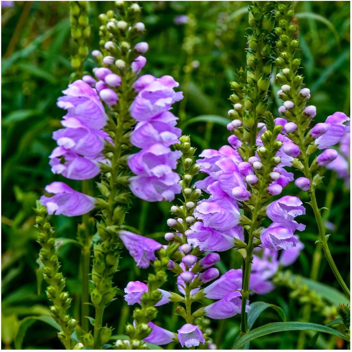 Everwilde Farms - 1 Oz Obedient Plant Native Wildflower Seeds - Gold Vault