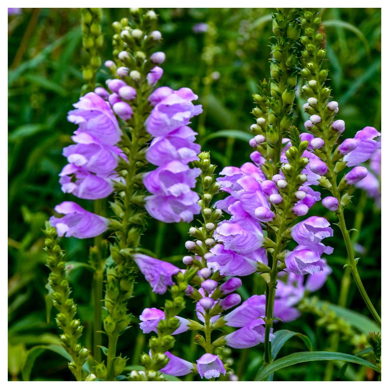 Everwilde Farms Obedient Plant Seeds