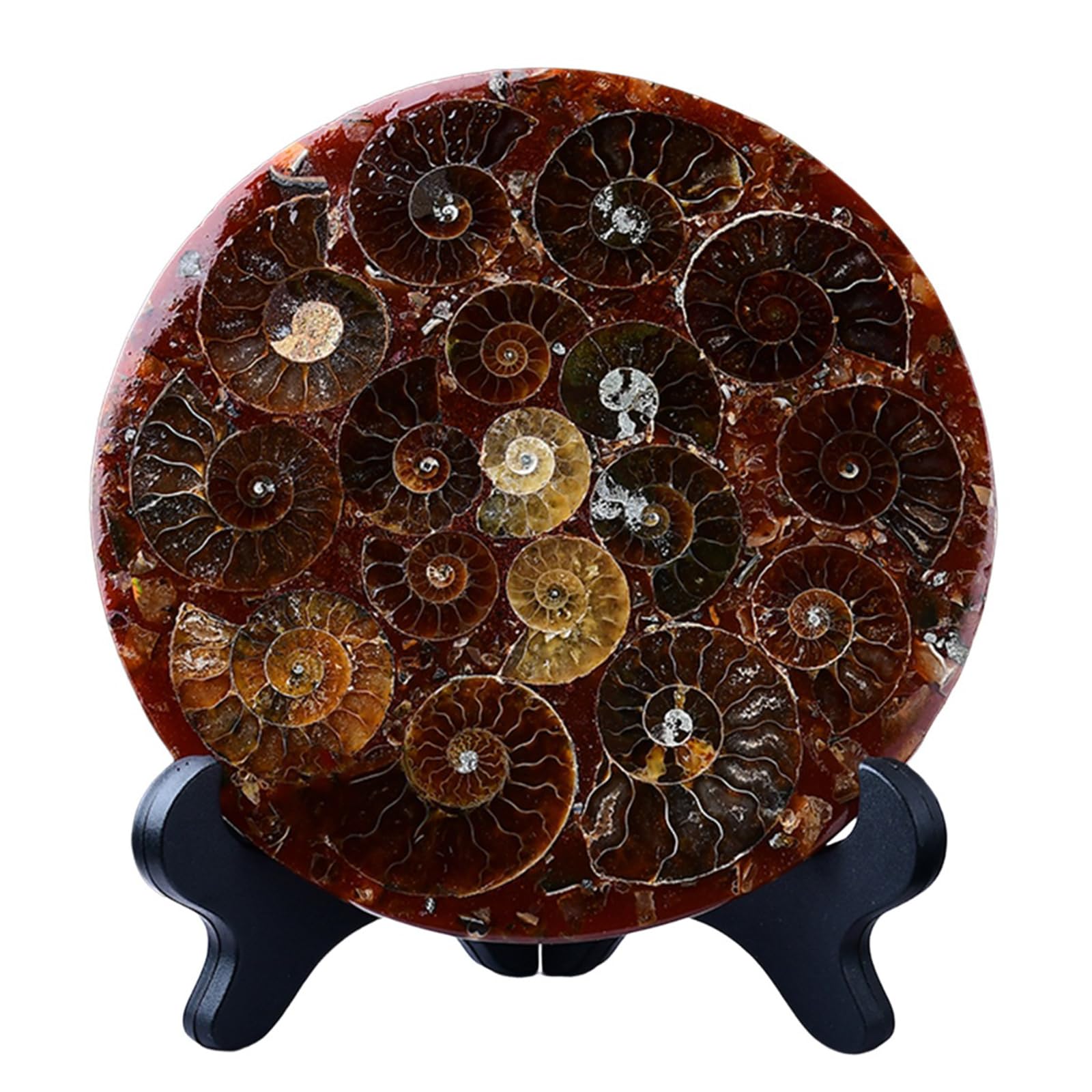 Fósil de Disco de amonita Natural decoración de sanación Adornos enseñanza científica espécimen de Concha Regalo,Metálico,11cm
