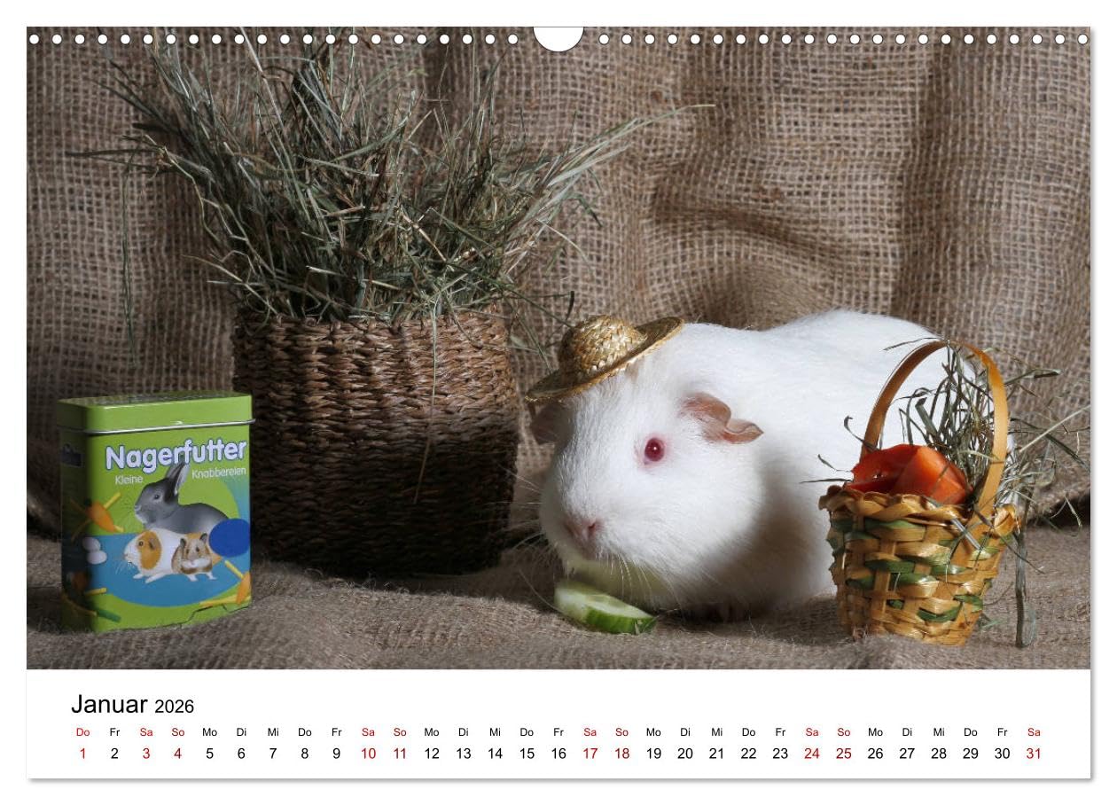 Unsere Meerschweinchen (Wandkalender 2026 DIN A3 quer), CALVENDO Monatskalender: Lustige Meerschweinchenfotos (CALVENDO Tiere)