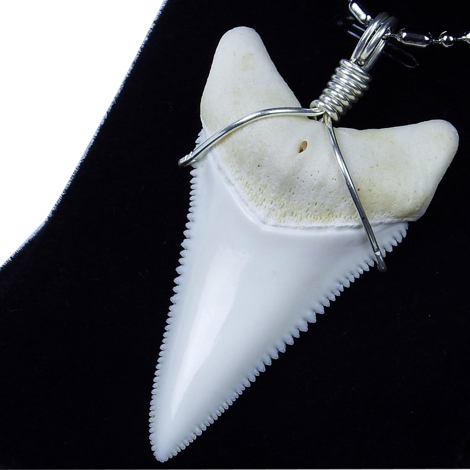 inch Shark Tooth Necklace for Men Adults Great Egypt Ubuy