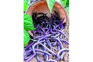 Premium Purple Green Bean Seeds for a Vibrant Harvest
