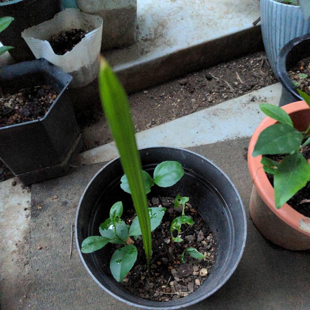 Amazon｜デーツ苗、ナツメヤシ｜観葉植物 オンライン通販