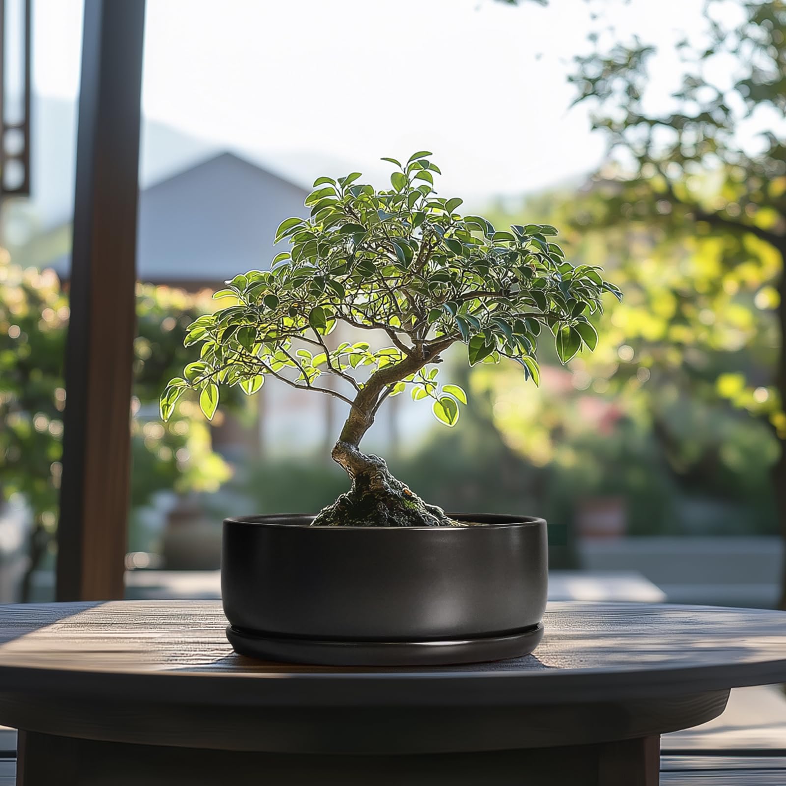SQOWL Bonsai-Töpfe – 20,3 cm Keramik-Pflanztöpfe für Sukkulenten, runder Indoor-Pflanztopf mit Ablaufloch und Untersetzer, Flache Moderne Pflanzschale, Raumdekoration, Schwarz