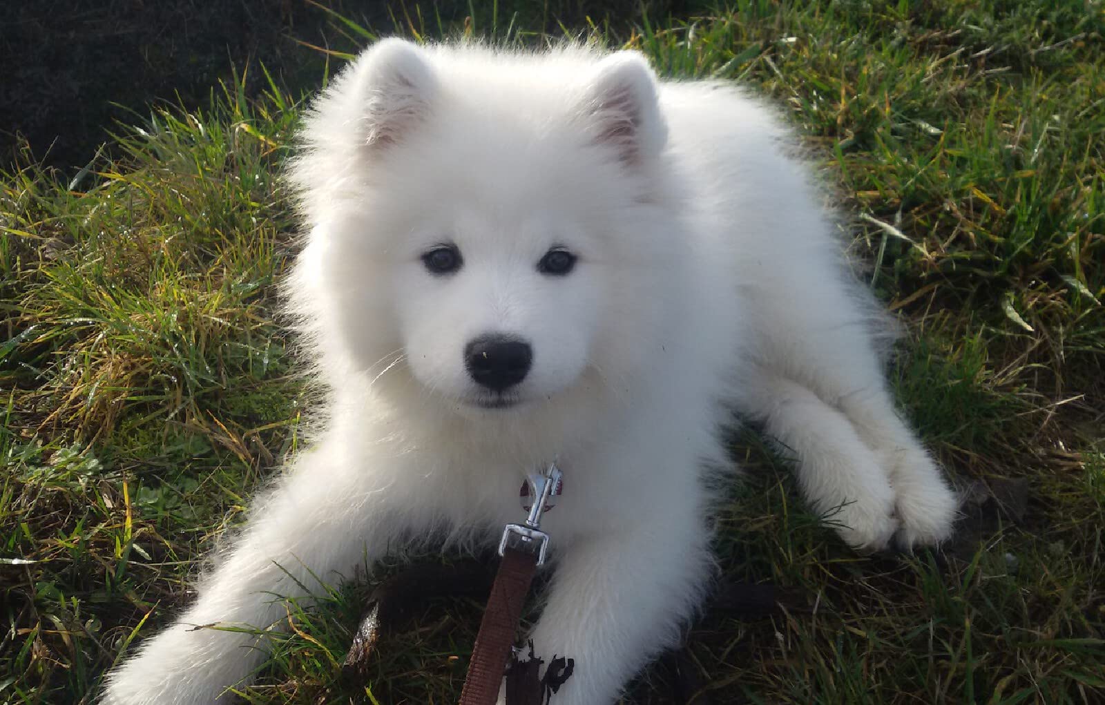 Decoración Pared Rompecabezas Rompecabezas De Madera 300 Piezas - Motivo Cachorros Samoyedo, Familiar, Para Adultos Y Adolescentes Puzzle Adultos Adolescentes