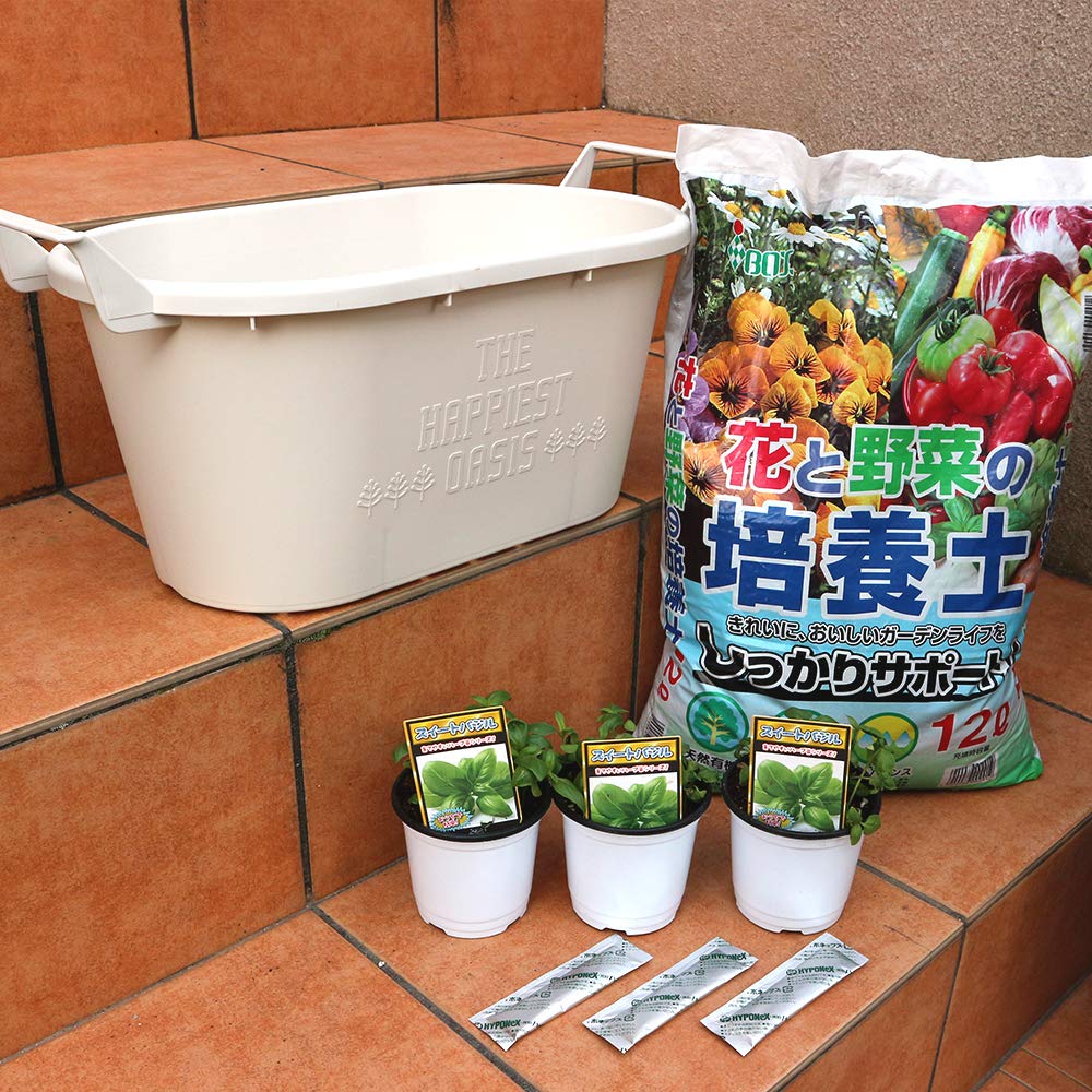 スイートバジル】高さ100㎝前後❗️化粧鉢（白）レモンティーツリー2本