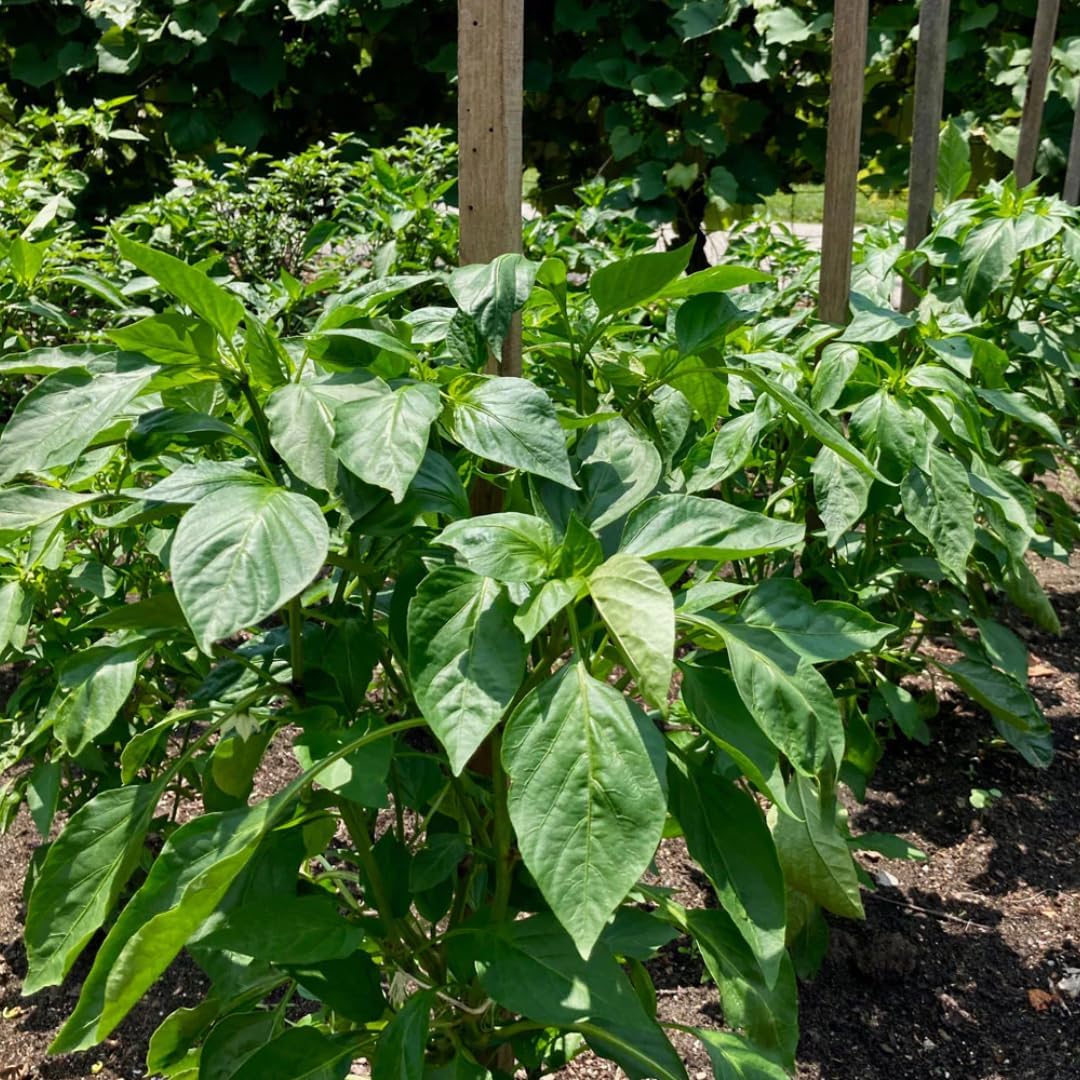 Set 4 Assorted Pepper Live Plants, 90 Days Old Super Pepper Live Plant for Summer Planting (Candy Cane Chocolate Cherry)