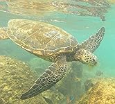 Review Image by Eric Lee Eric Lee