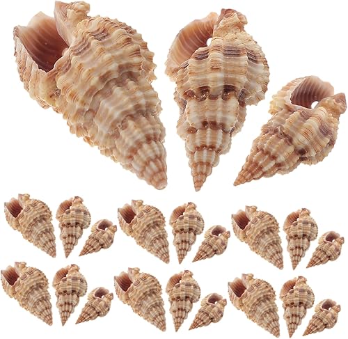 Miniatura 4 de NOLITOY 3pcs 1 Natural Conch Sea Animal Figurine Beach Coastal Ornament Beach Themed Decorations Sea Animal Ornament Miniatures Beach Shell Scallop